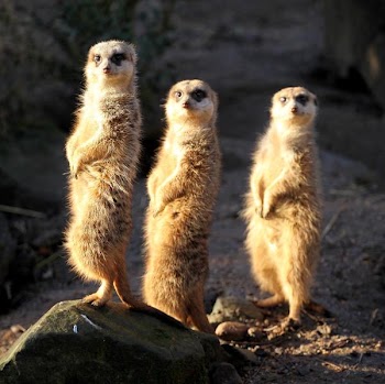 three_meerkats.jpg
