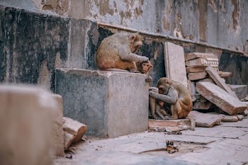 three monkeys lean on concrete wall