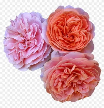 Three Open Rose Heads On Transparent Background By - Pink Roses No Background
