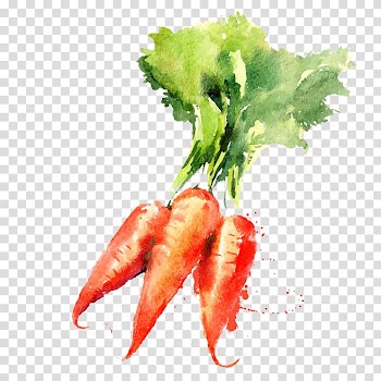 Three orange carrots , Watercolor painting Vegetable Drawing Carrot, Painted carrot transparent background PNG clipart