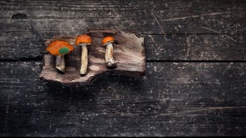 three orange mushrooms on wood slab