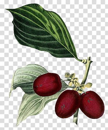 Three oval red fruits transparent background PNG clipart