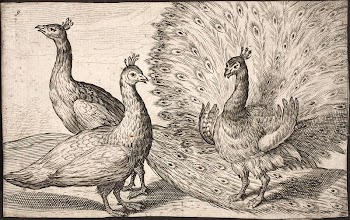 Three peacocks | Free Photo - rawpixel