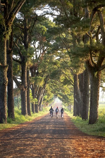 Three People On Bicycles On Tree Lined Road