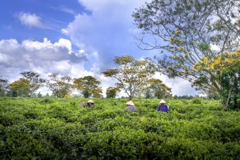Three Person Standing Near Plants