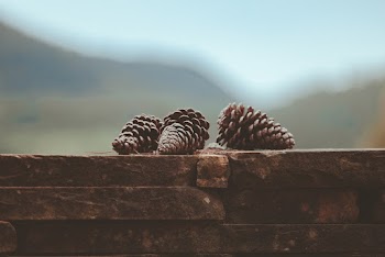 Three Pine Cones on Brick Wall