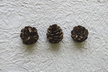 Three Pine Cones On Crinkled Paper