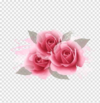 Three pink flowers, Rose Web banner Pink, Pink Rose Flower transparent background PNG clipart
