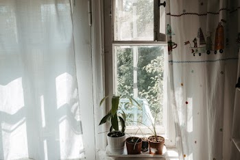 Three Plants Near Glass Window
