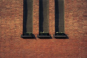 three potter plants on window