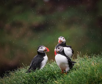 Three Puffins