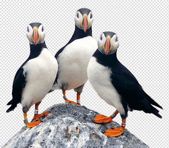 Three Puffins on A Rock transparent PNG - StickPNG