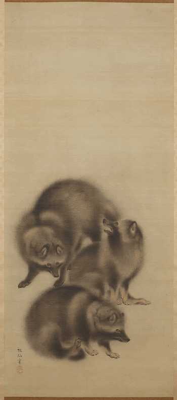 three raccoon dogs with fuzzy | Free Photo - rawpixel