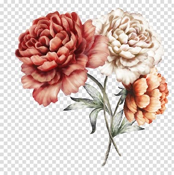 Three red and gray flowers illustration, Peony Watercolor painting , peony transparent background PNG clipart