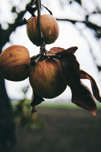 Three Red Apples