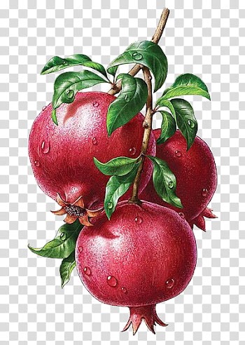 Three red fruits illustration transparent background PNG clipart
