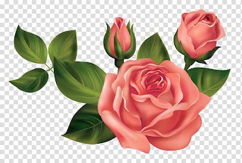 Three red roses , Rose , Roses transparent background PNG clipart