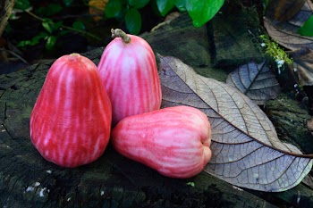 Three Rose Apple Fruits