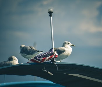 Three Seagulls and American Flag