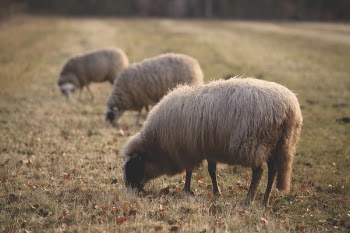 Three Sheep Eating Grass