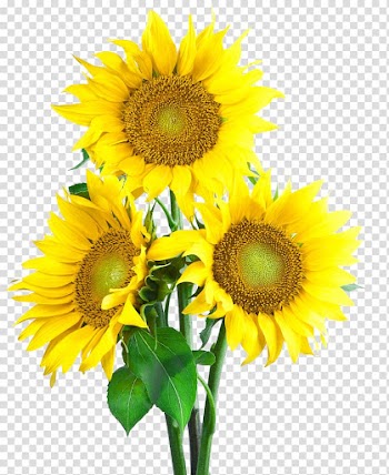Three sunflowers, Common sunflower Sunflower seed , sunflower transparent background PNG clipart