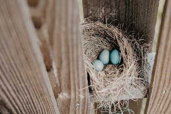 Three Teal Eggs On Nest