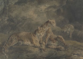 Three Tigers in a Rocky | Free Photo - rawpixel