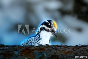 Three-toed Woodpecker bird on a tree in Oulanka National Park, Finland