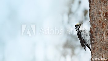 Three-toed Woodpecker bird on a tree in Oulanka National Park, Finland