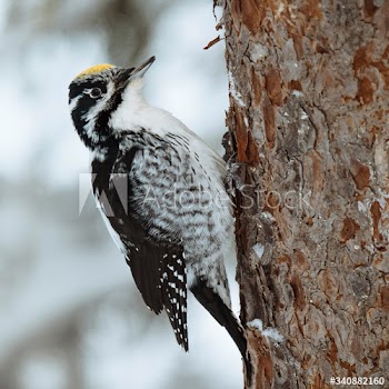 Three-toed Woodpecker bird on a tree in Oulanka National Park, Finland