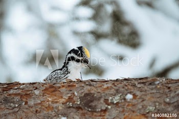 Three-toed Woodpecker bird on a tree in Oulanka National Park, Finland