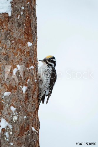Three-toed Woodpecker bird on a tree in Oulanka National Park, Finland