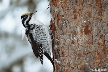 Three-toed Woodpecker bird on a tree in Oulanka National Park, Finland