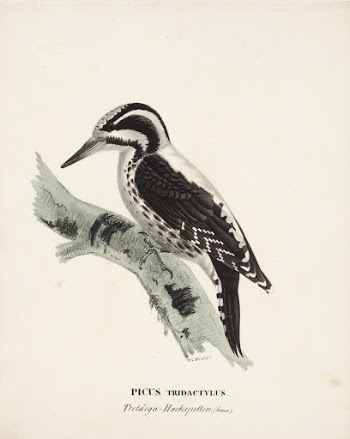 Three-toed woodpecker, female, 1828 - | Free Photo - rawpixel