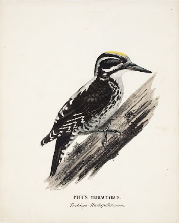 Three-toed woodpecker, male, 1828 - | Free Photo - rawpixel