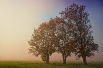 Three Trees At Grass Field