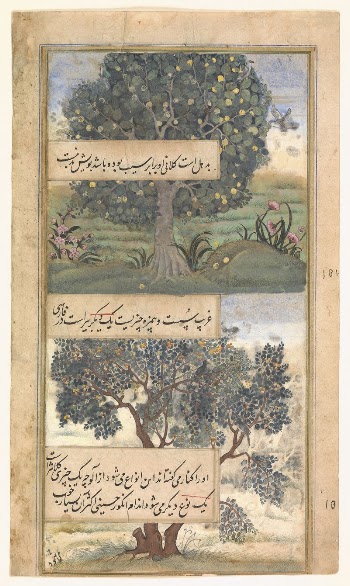"Three Trees of India", Folio | Free Photo - rawpixel