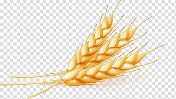 Three wheat leaves illustration, Wheat, Wheat transparent background PNG clipart
