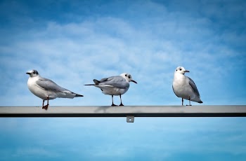 Three White Birds