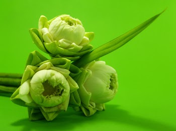 Three White Flowers