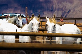 Three White Horses on a Barn