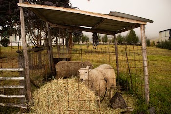 Three White Sheep Inside Cage With Hays