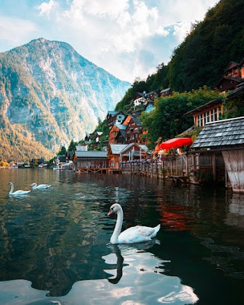 Three White Swan on Body of Water