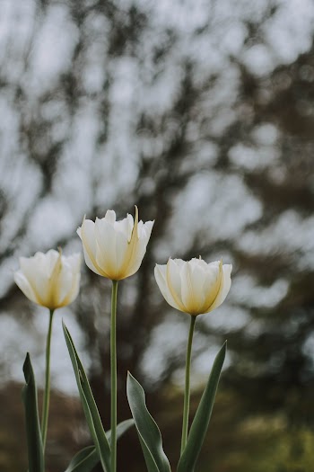 Three White Tulips At The Garden