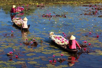 Three Women Riding Boats with Lotus Flowers
