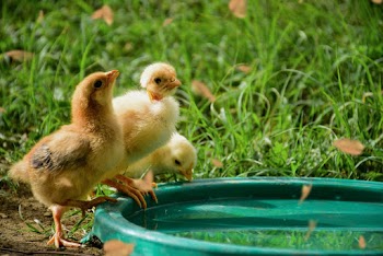 Three Yellow Chicks