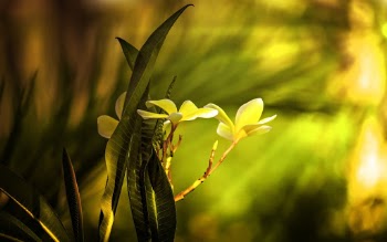 Three Yellow-petaled Flowers