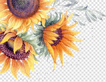Three yellow sunflowers illustration, Common sunflower Watercolor painting, sunflower watercolor card transparent background PNG clipart