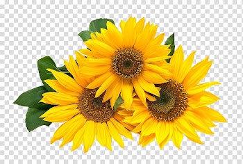 Three yellow sunflowers , Paper Wedding invitation Flower Happy Birthday to You, Three sunflowers transparent background PNG clipart
