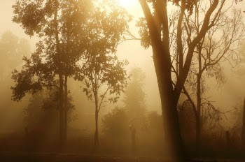 Through the Trees.JPG